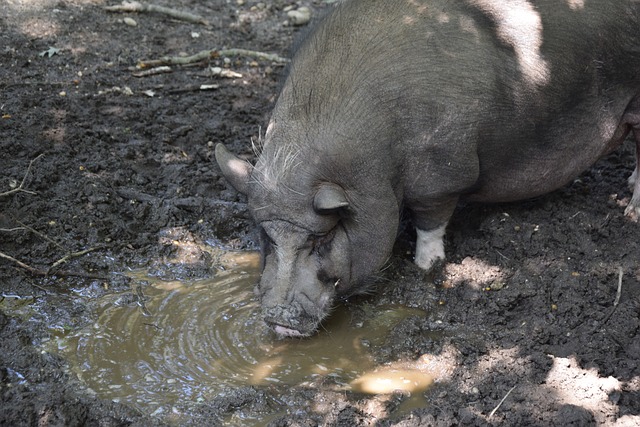 其他球员如 其他球员如